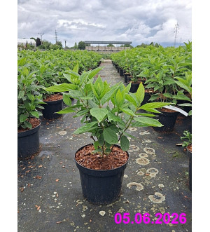 Hydrangea pan. 'Magical Summer'® C 2,5 L